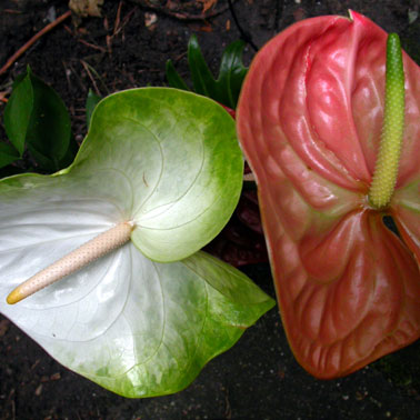 Arnold Schalks, de Vrije Schuur, Bloemlezen