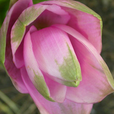 Arnold Schalks, de Vrije Schuur, Bloemlezen